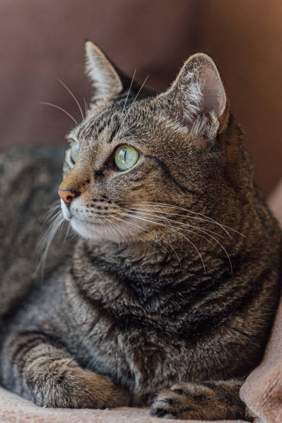 istock Portrait of a cat 2170521635