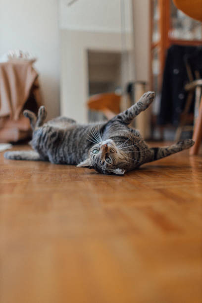 istock Cat lying on the living room floor 2170521663