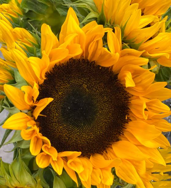 istock Vibrant Sunflower Closeup 2170524243