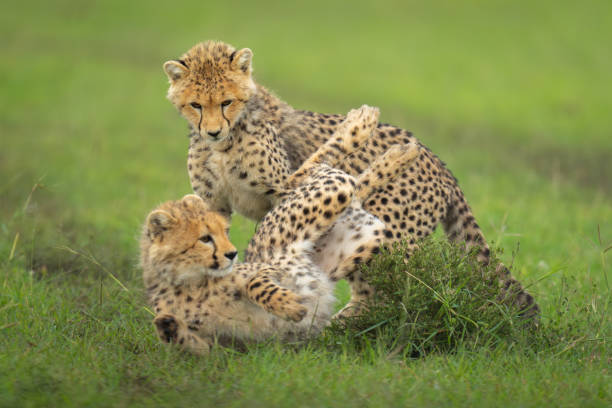 istock Cheetah cubs wrestle on grass by bush 2170524313
