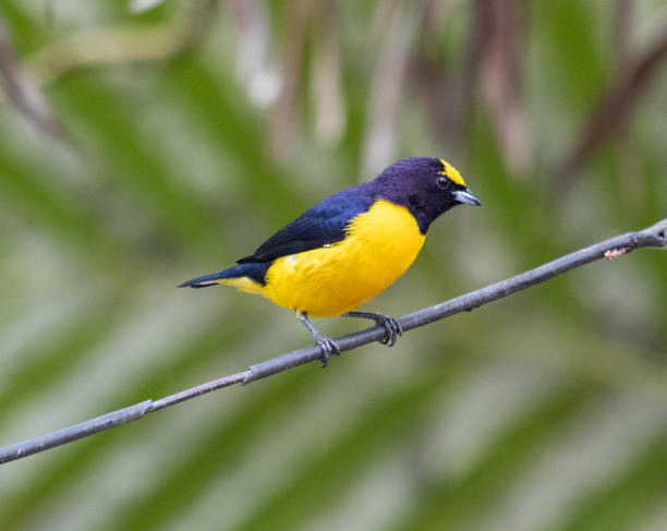 istock black and yellow songbird 2170526561
