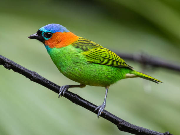 istock Beautiful colorful bird 2170526704
