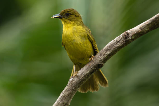 istock Beautiful olive-green bird 2170526765