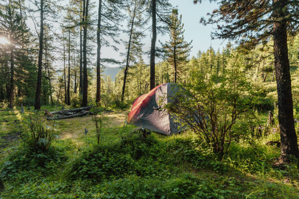 istock camping tent in the forest 2170528560