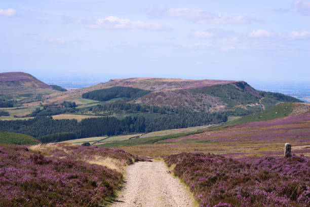 istock Path leading across purple heather moorland 2170528970