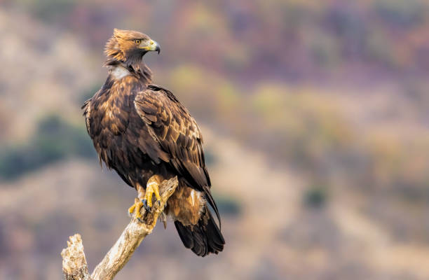 istock Action photography of Golden Eagle 2170532282