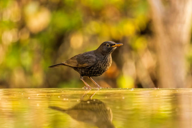Blackbird sitting on the ground