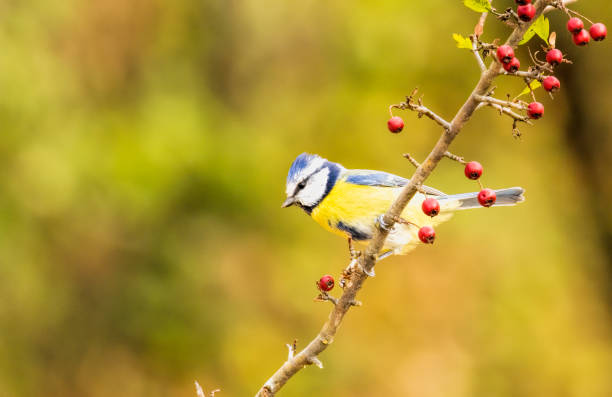 istock Blue tit drink water and sitting on branch 2170532637
