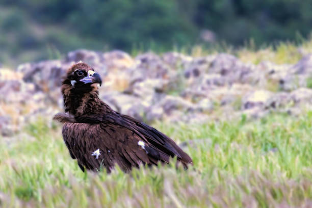 istock Cinereous vulture sitting on feeding station 2170532674