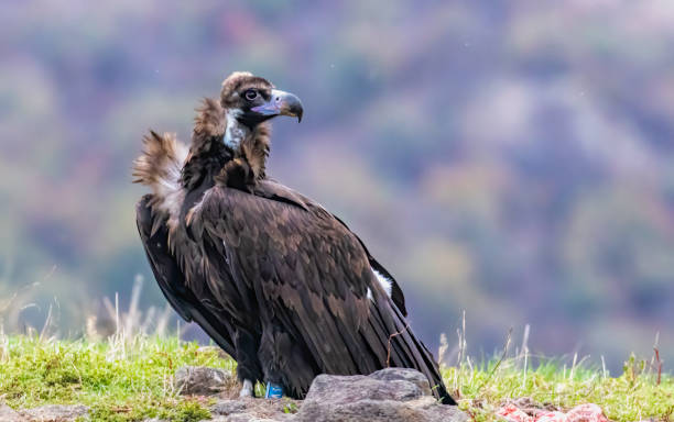 istock Cinereous vulture sitting on feeding station 2170532792