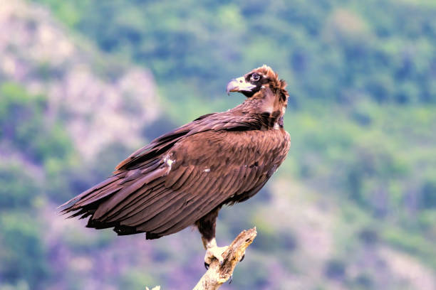 istock Cinereous vulture sitting on feeding station 2170533433