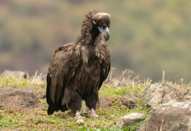 istock Cinereous vulture sitting on feeding station 2170533482