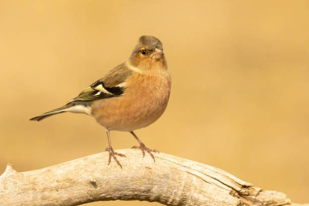 istock Common Chaffinch sitting on the ground 2170533588