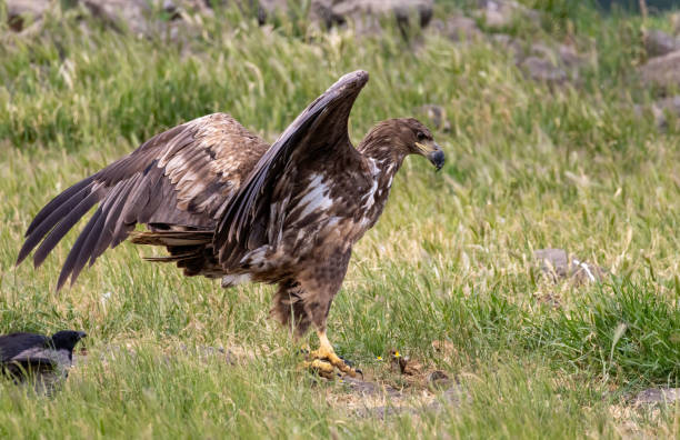 istock White-tailed Sea eagle sitting on feeding station 2170535959