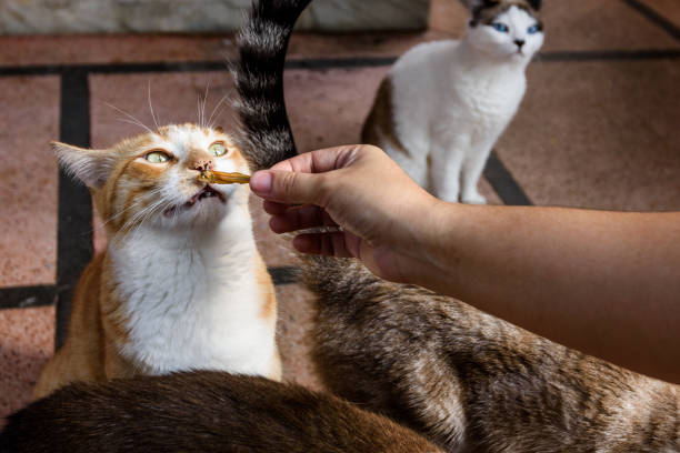 Portrait of pets and their humans - Portrait of a mixed breed cat sniffing a dried fish