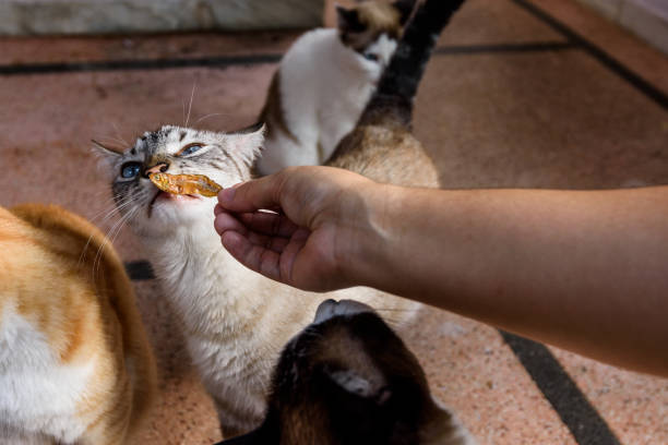 Portrait of pets and their humans - Portrait of a mixed breed cat sniffing a dried fish