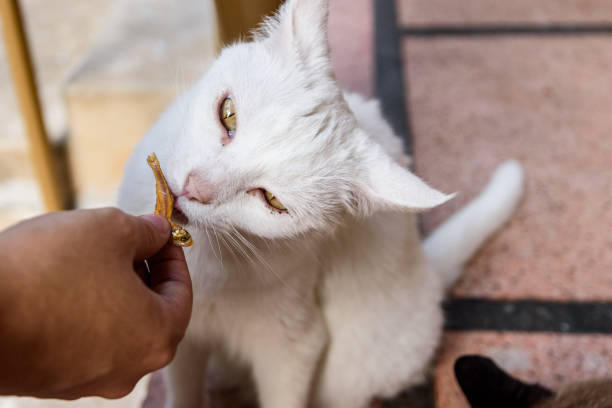 Portrait of pets and their humans - Portrait of a mixed breed cat sniffing a dried fish