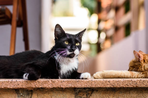 Portrait of pets and their humans - Portrait of a mixed breed cat