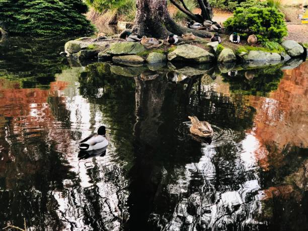 Reflection of trees and a bird on the surface of the water... This frame, which resembles an abstract painting at first glance, reveals the serenity and visual depth of nature. The reflections distorted by gentle waves give the landscape a dreamlike effect, while offering a unique visual for projects themed around nature, art, meditation and awareness.