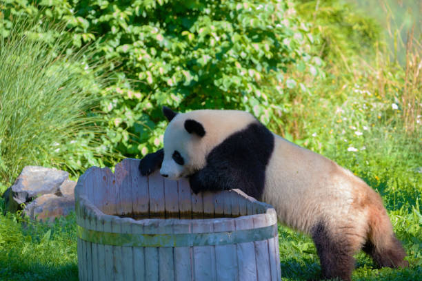 cheerful playing pandas on green lawn. Rare endangered animals protected concept. Chinese property at Berlin Zoo. cute clumsy black and white bear. two brothers