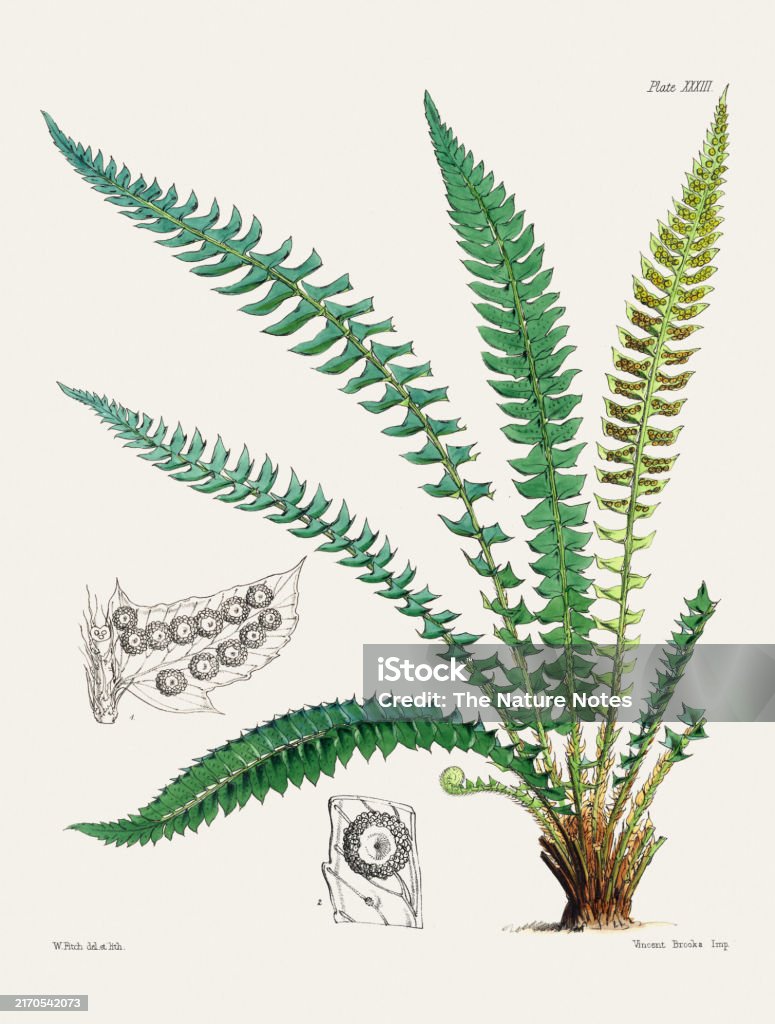 Triangular Blade Fern Botanical Fern Illustration Triangularleaved Shieldfern Stock ...