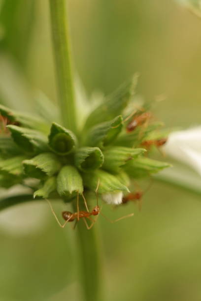 istock Ants on a green plant stem 2170542342