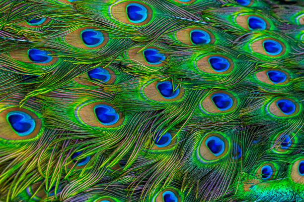 istock Peacock feather,Colorful peacock feathers, glowing peacock feathers. Macro 2170544205