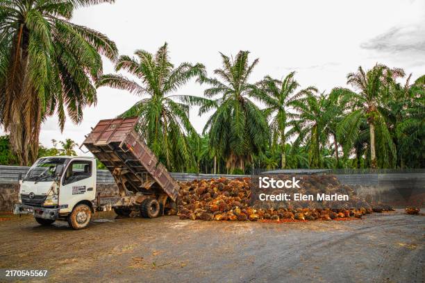 Foto de Worker Operates A Forklift To Unload Harvested Palm Oil Fruit e mais fotos de stock de Adulto