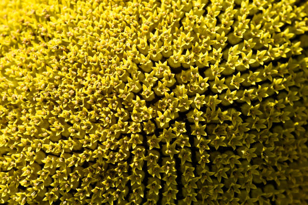 Macro photography showing the detailed texture of sunflower seeds and yellow petals.
