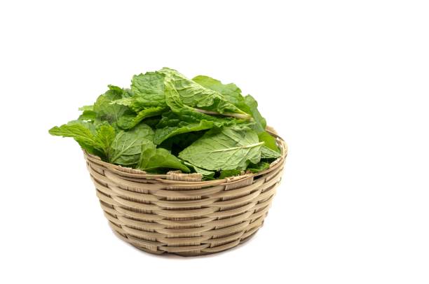 Pudina Leaves or Mint Leaves in a Bamboo Basket Isolate on White Background with Copy Space