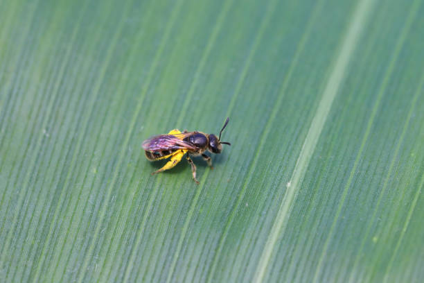 A small wild solitary bee on a green corn leaf in a crop field.