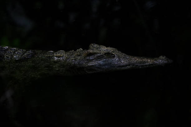 istock Close up salt crocodile is show head in river 2170555695