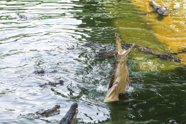istock Close up salt crocodile is show action jump on river 2170555710