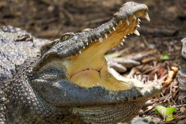 istock Close up crocodile is action show head in garden 2170555725