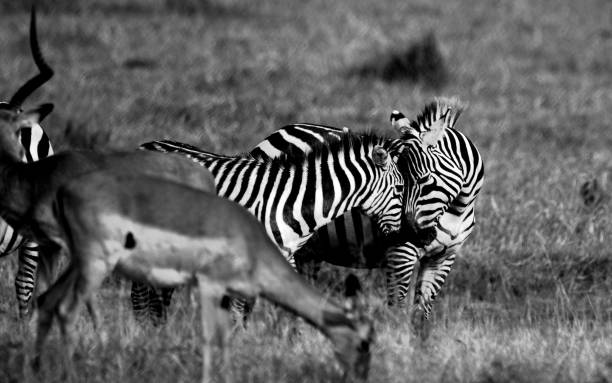 istock Cuddles in the Mara 2170556187
