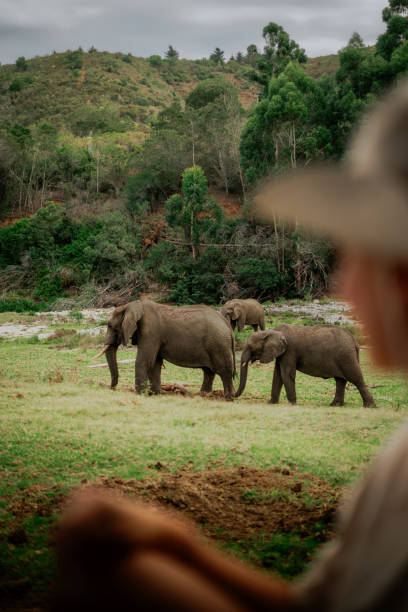istock Wild elephants in South-Africa 2170556365
