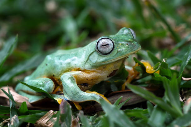 istock flying tree frog sitting on a grass , Rhacophorus reinwardti 2170556387