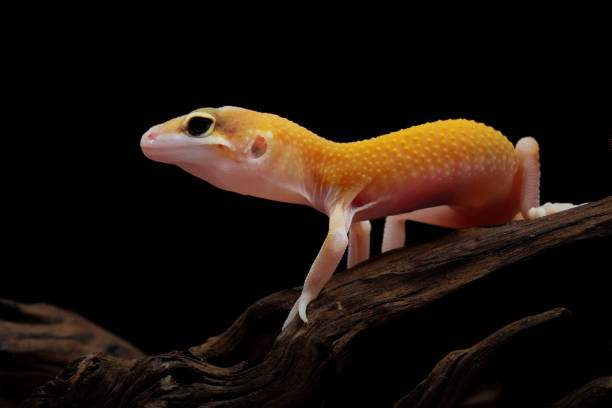 istock Baby leopard gecko lizard on a wood, eublepharis macularius 2170556389