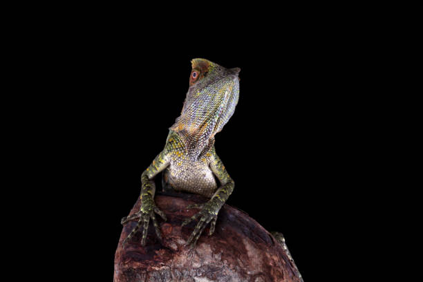istock Forest dragon reptile on a branch, Gonocephalus chamaeleontinus 2170556407