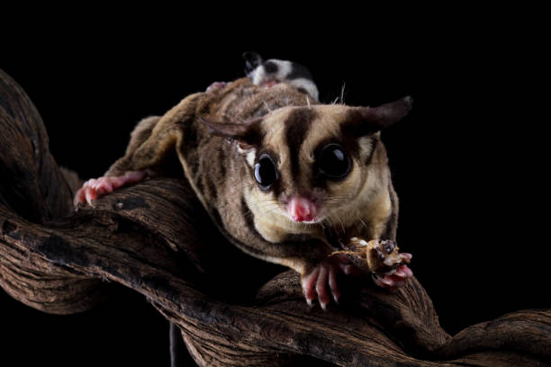 istock Sugar glider with her baby isolated on black (Petaurus breviceps) 2170556413