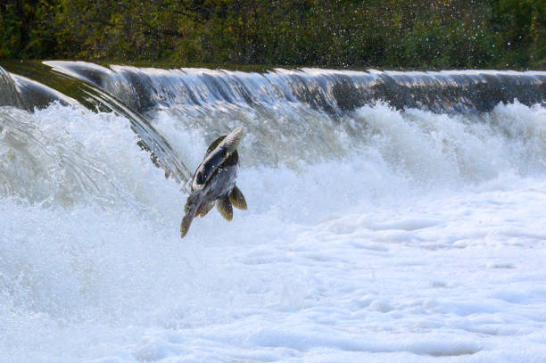 istock Salmon Run on the Humber River at Old Mill Park in Canada 2170557983
