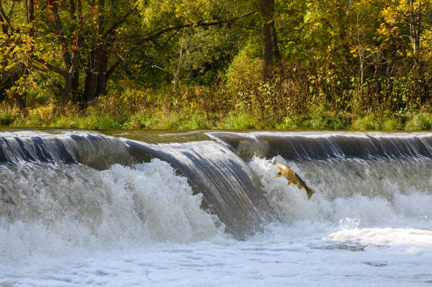 istock Salmon Run on the Humber River at Old Mill Park in Canada 2170558013