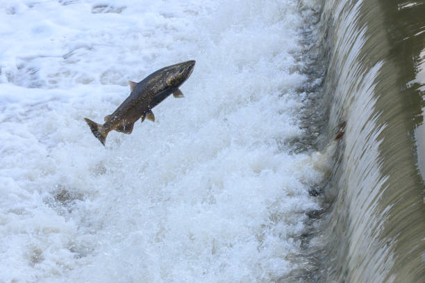 istock Salmon Run on the Humber River at Old Mill Park in Canada 2170558055