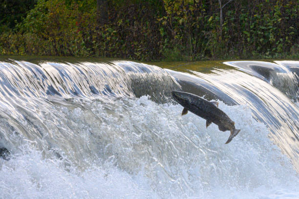 istock Salmon Run on the Humber River at Old Mill Park in Canada 2170558073