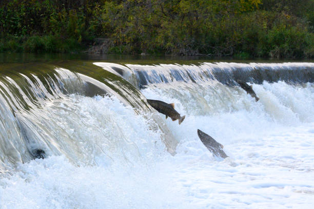 istock Salmon Run on the Humber River at Old Mill Park in Canada 2170558082