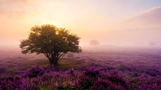 istock Mesmerizing heather fields bloom at Veluwe Zuiderheide in early morning light 2170559262