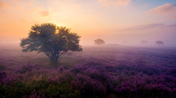 istock Enchanting heather fields bloom under misty sunrise in Veluwe Zuiderheide, Netherlands 2170559264