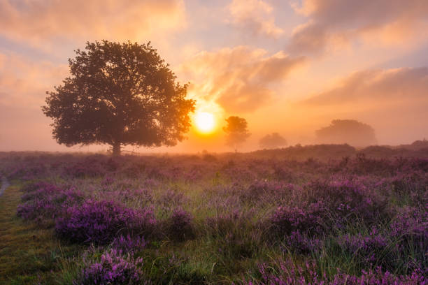 istock Sunset over blooming heather fields on Veluwe Zuiderheide in the Netherlands 2170559271