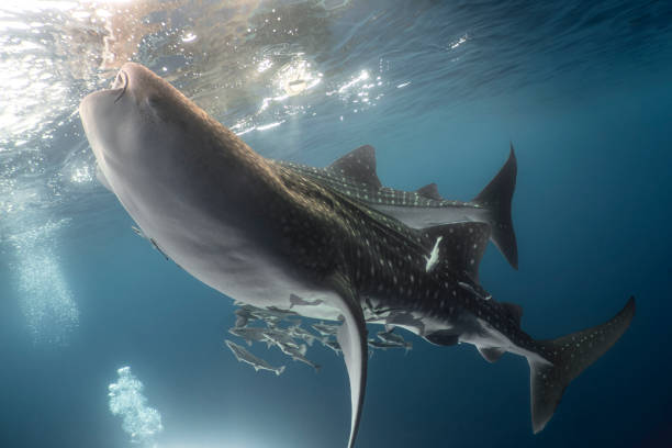 istock Whale Sharks at Sunset 2170559568