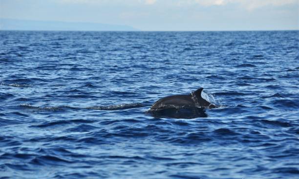 istock Dolphin in the Philippines 2170560533